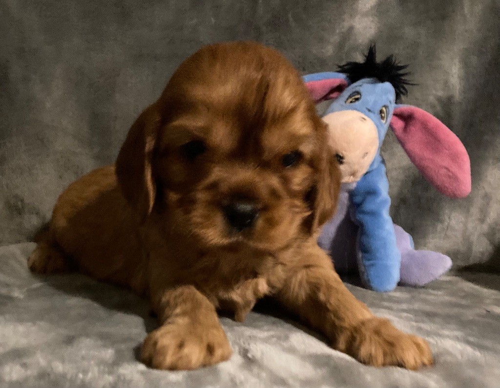 des Méandres de la Vézère - Chiot disponible  - Cavalier King Charles Spaniel