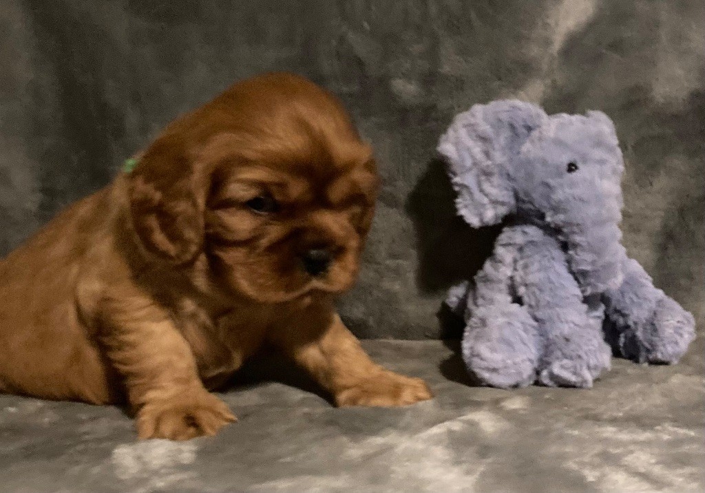 des Méandres de la Vézère - Chiot disponible  - Cavalier King Charles Spaniel