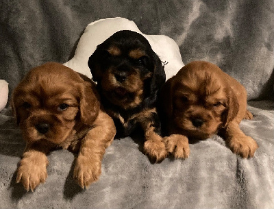 des Méandres de la Vézère - Cavalier King Charles Spaniel - Portée née le 22/10/2024