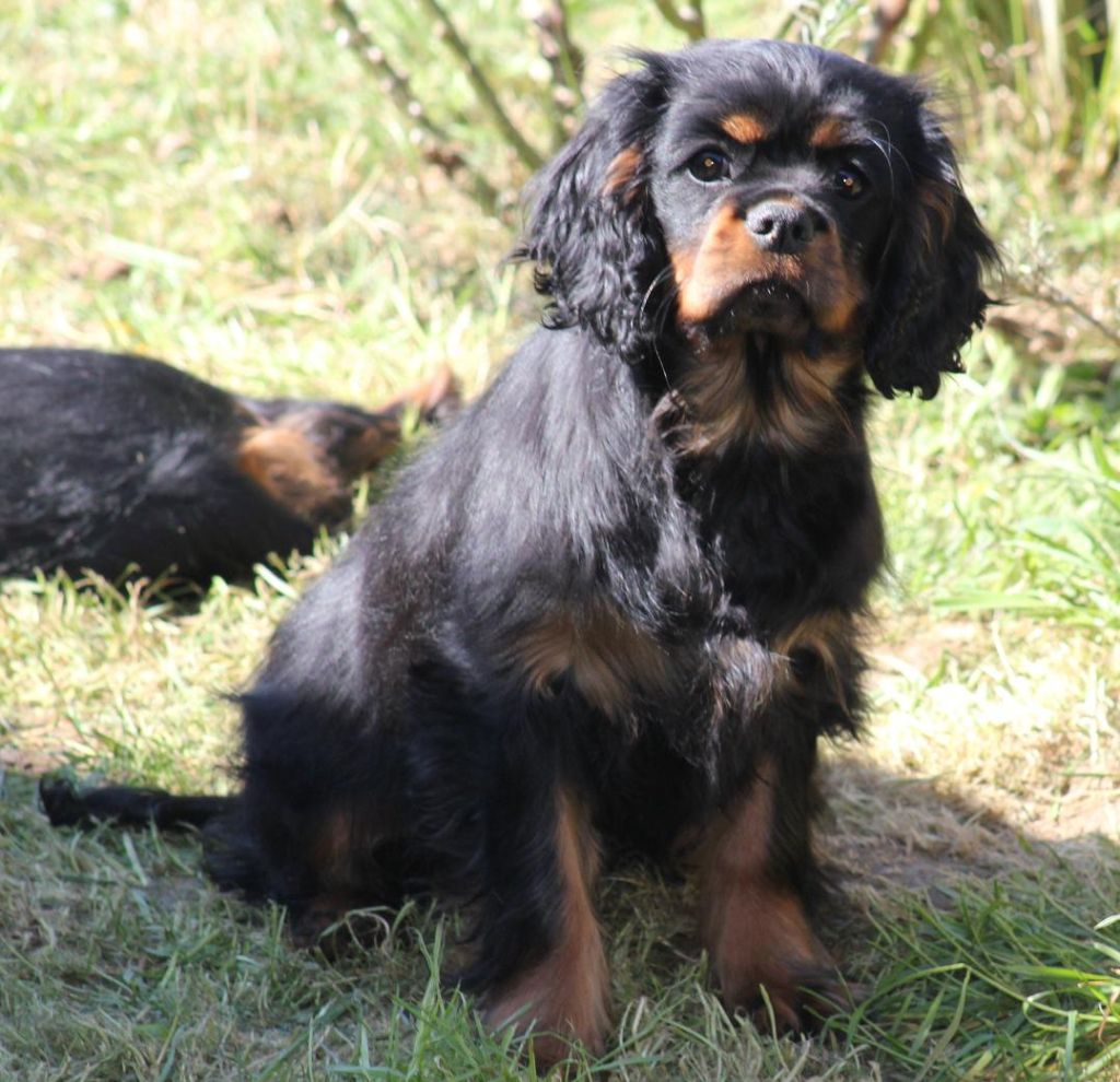 princesse Praline rouge