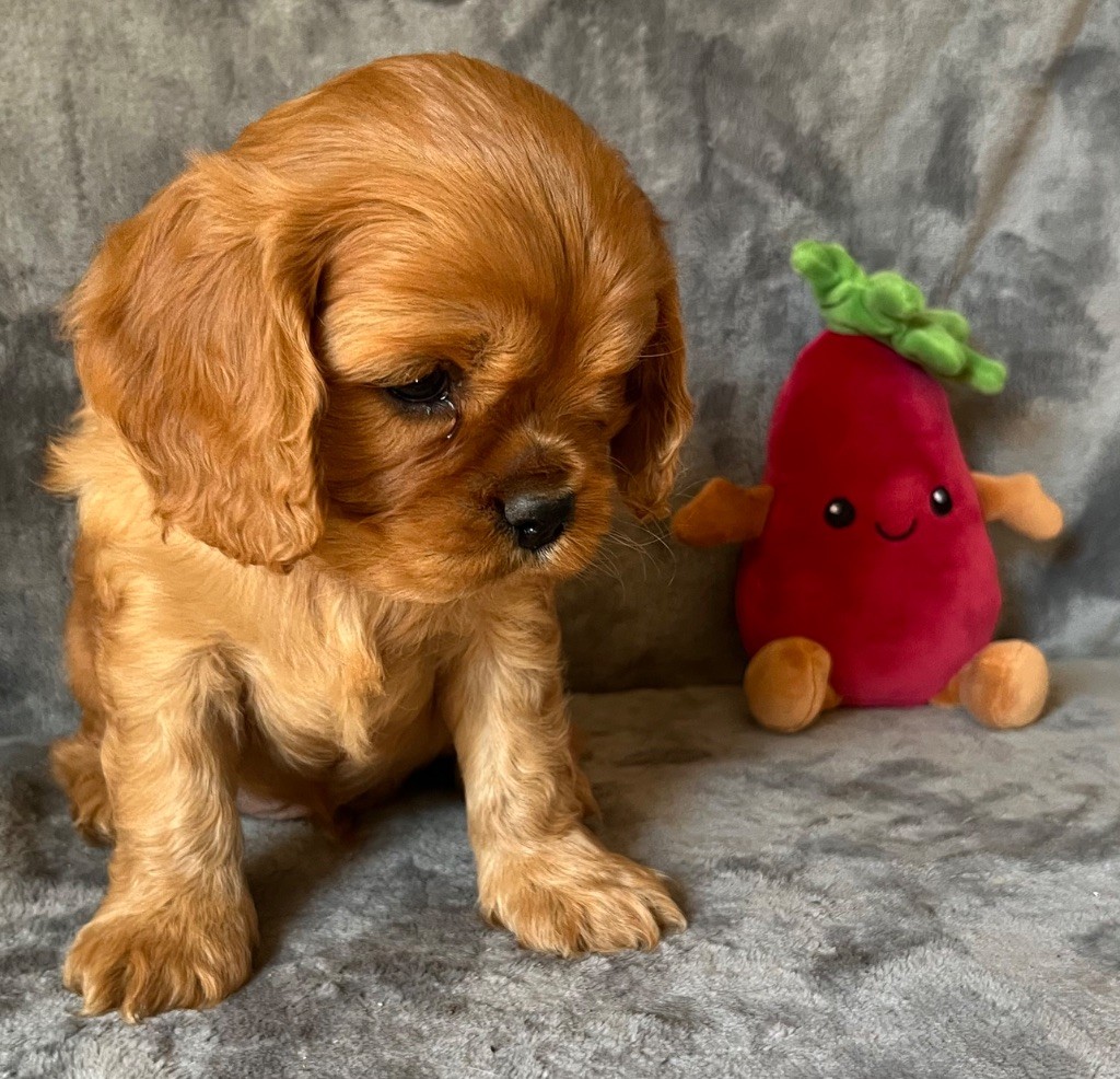des Méandres de la Vézère - Chiots disponibles - Cavalier King Charles Spaniel