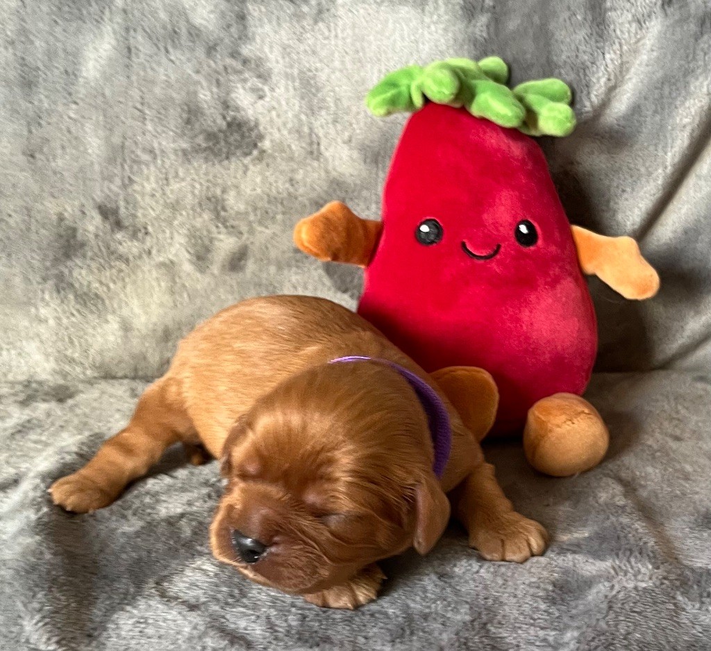 des Méandres de la Vézère - Chiots disponibles - Cavalier King Charles Spaniel