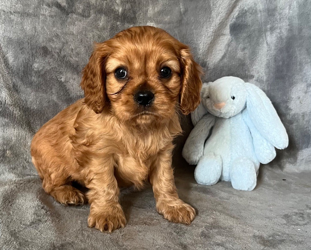 des Méandres de la Vézère - Chiots disponibles - Cavalier King Charles Spaniel