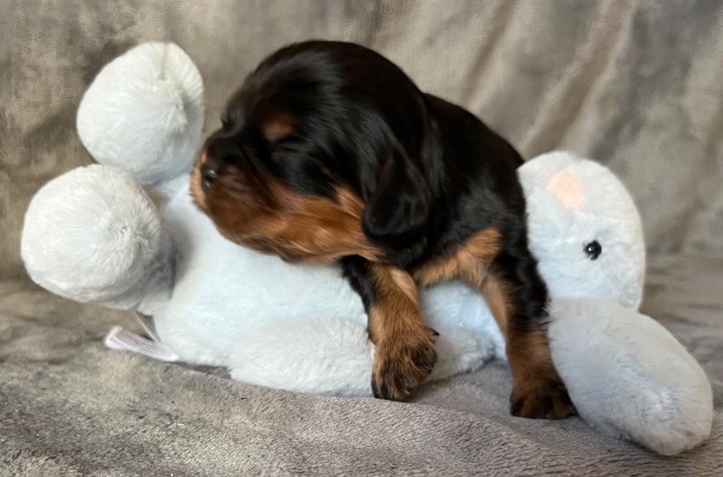 des Méandres de la Vézère - Chiots disponibles - Cavalier King Charles Spaniel