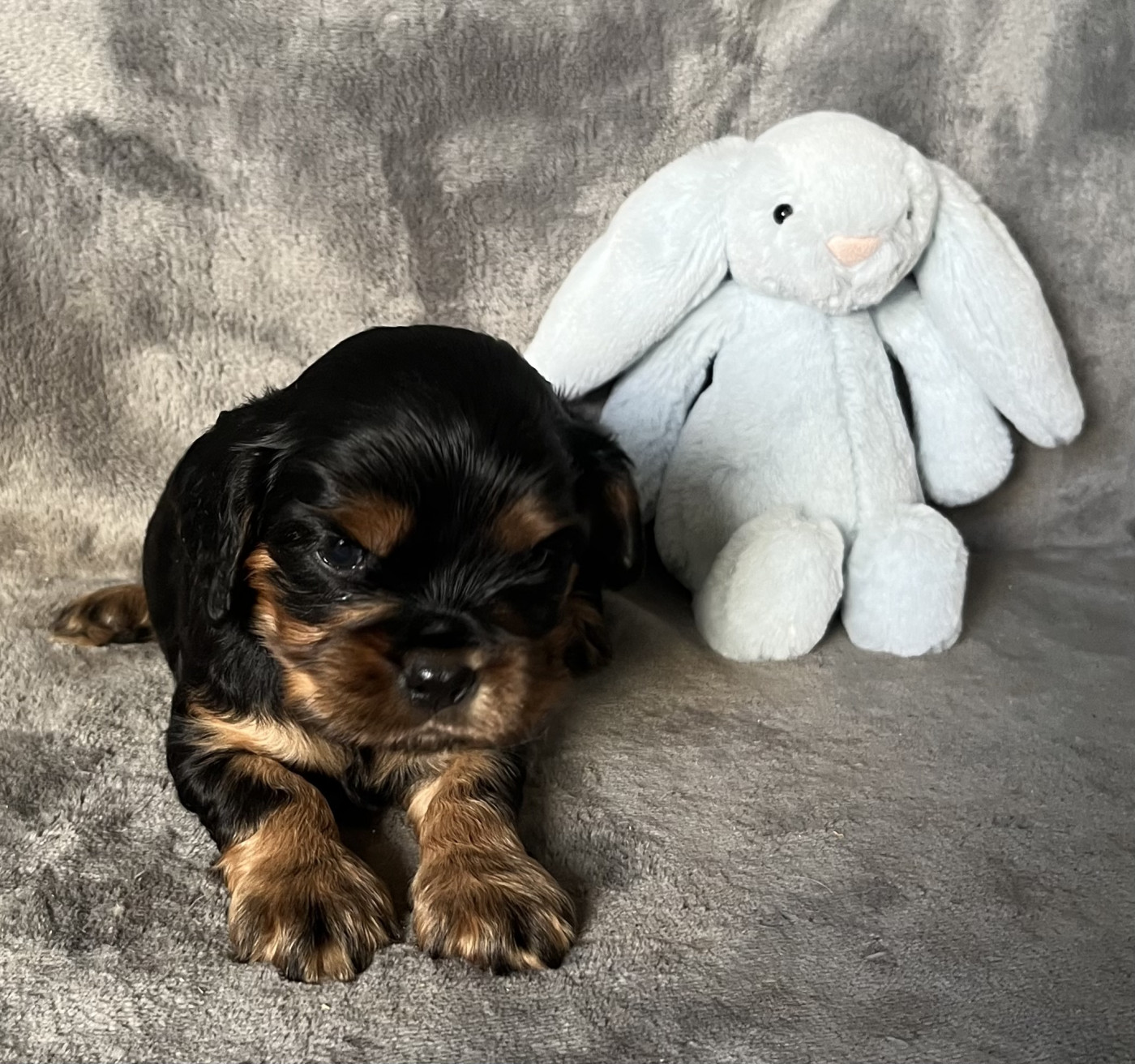 des Méandres de la Vézère - Chiots disponibles - Cavalier King Charles Spaniel