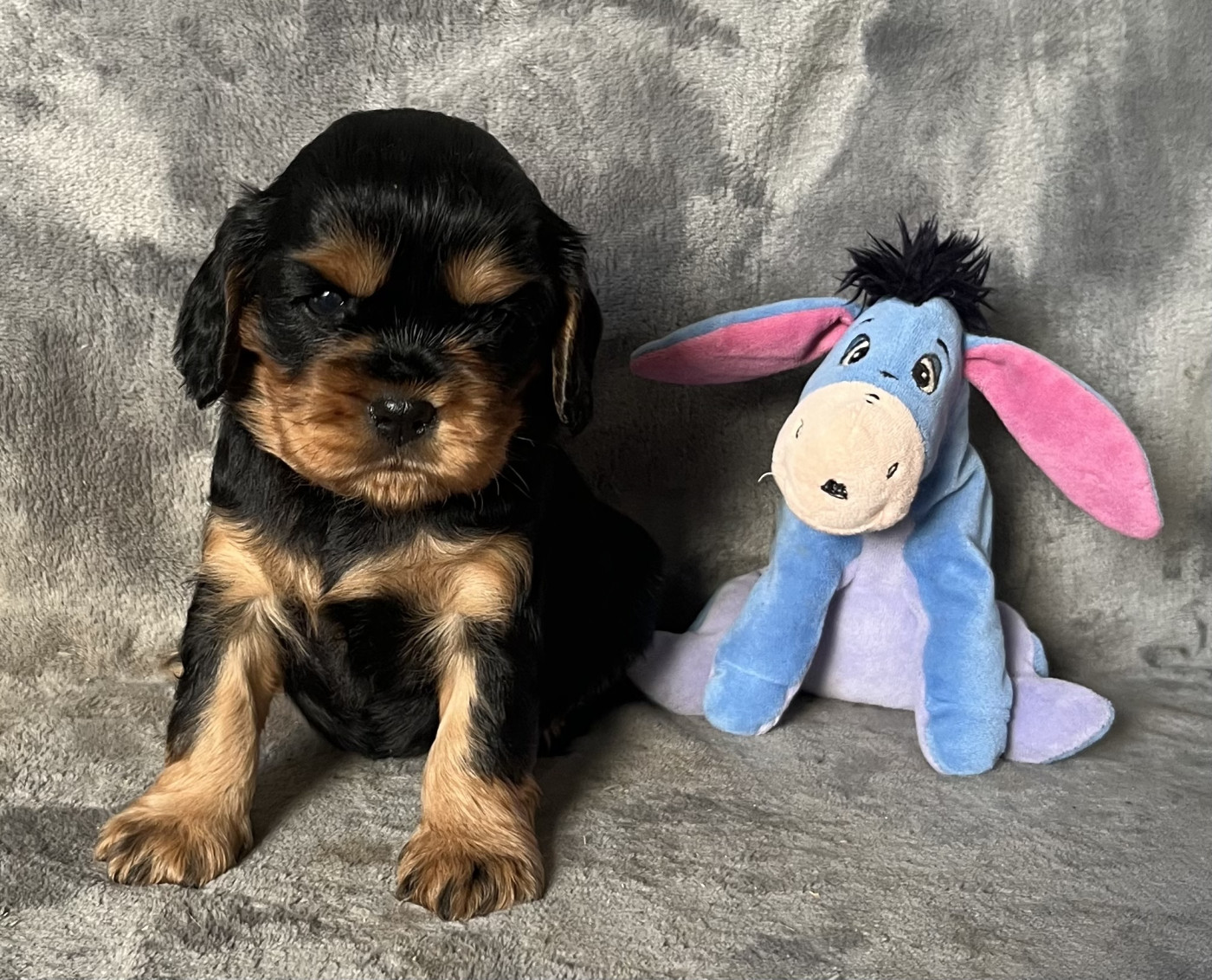 des Méandres de la Vézère - Chiots disponibles - Cavalier King Charles Spaniel