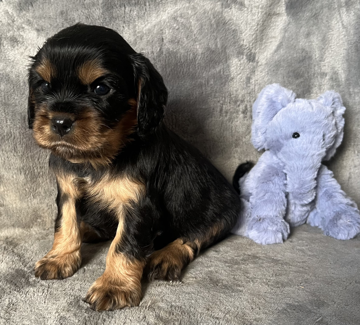 des Méandres de la Vézère - Chiots disponibles - Cavalier King Charles Spaniel