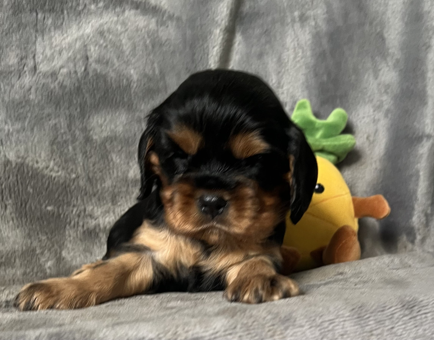 des Méandres de la Vézère - Chiots disponibles - Cavalier King Charles Spaniel