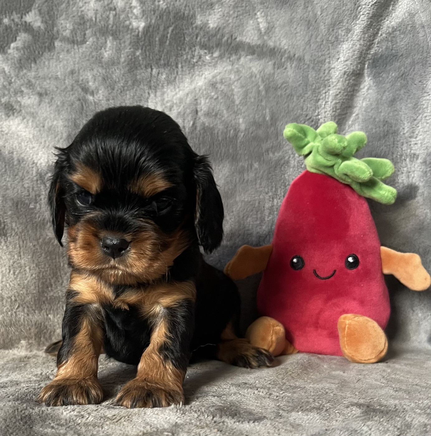 des Méandres de la Vézère - Chiots disponibles - Cavalier King Charles Spaniel