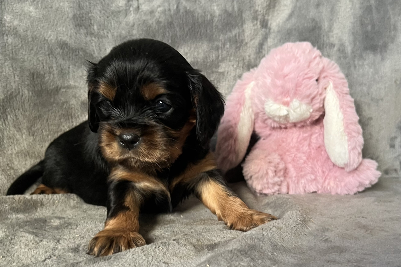 des Méandres de la Vézère - Chiots disponibles - Cavalier King Charles Spaniel