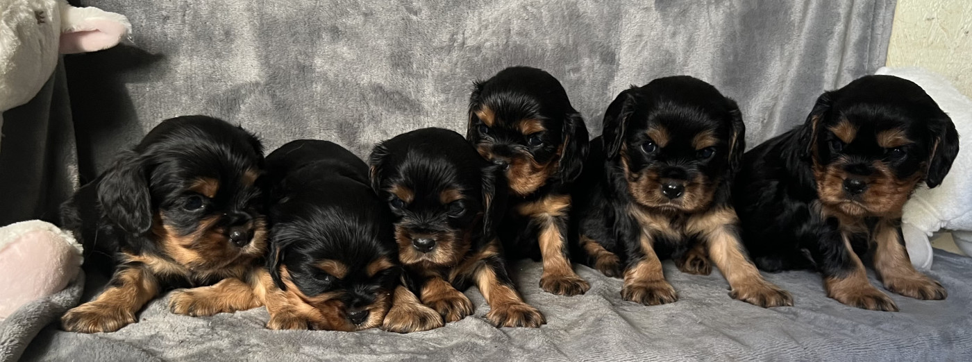 Chiot Cavalier King Charles Spaniel des Méandres de la Vézère