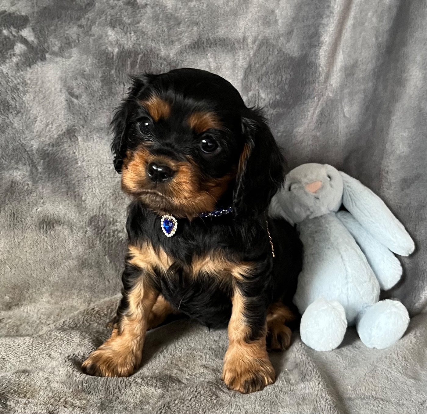 des Méandres de la Vézère - Chiots disponibles - Cavalier King Charles Spaniel