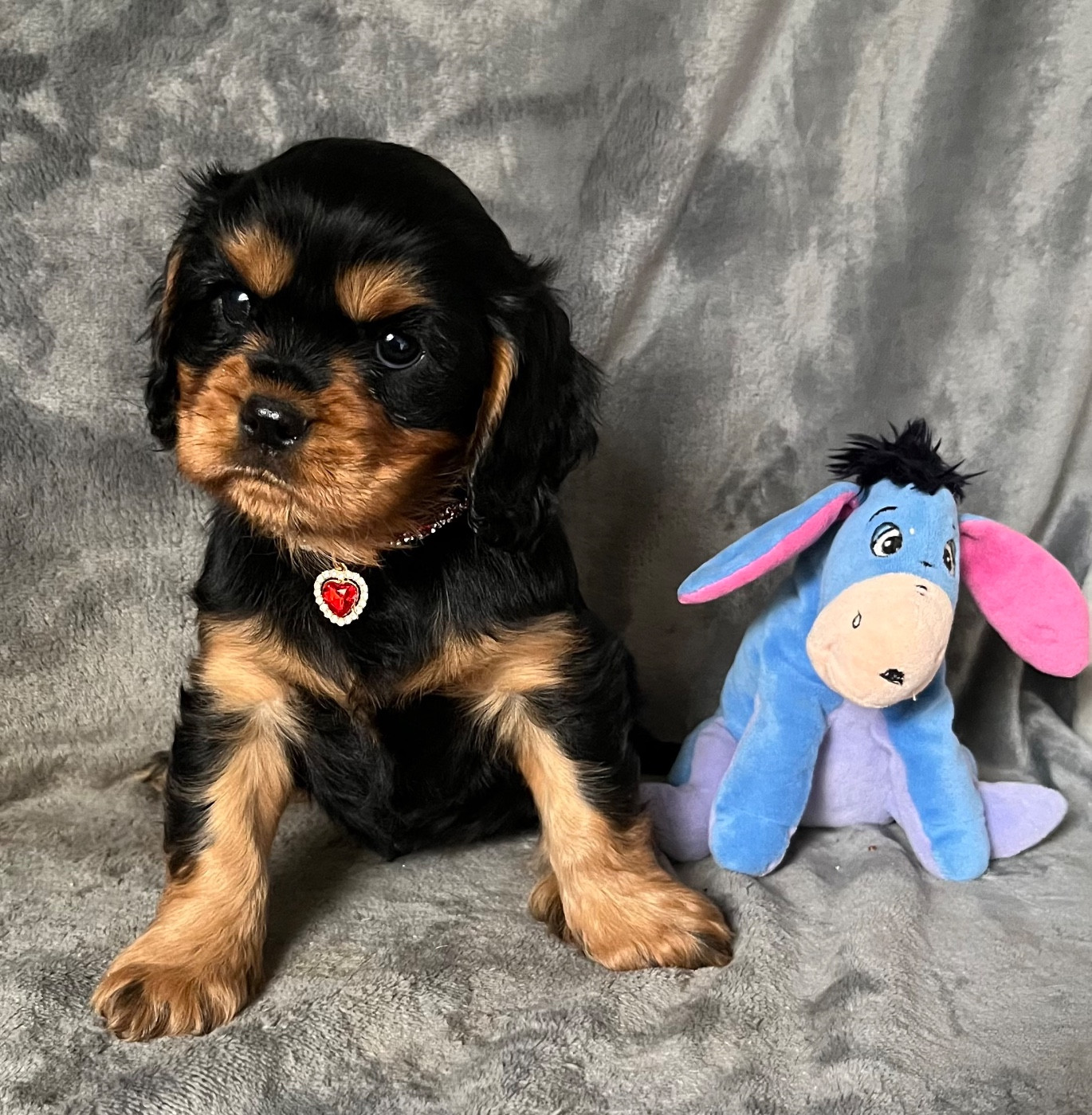 des Méandres de la Vézère - Chiots disponibles - Cavalier King Charles Spaniel