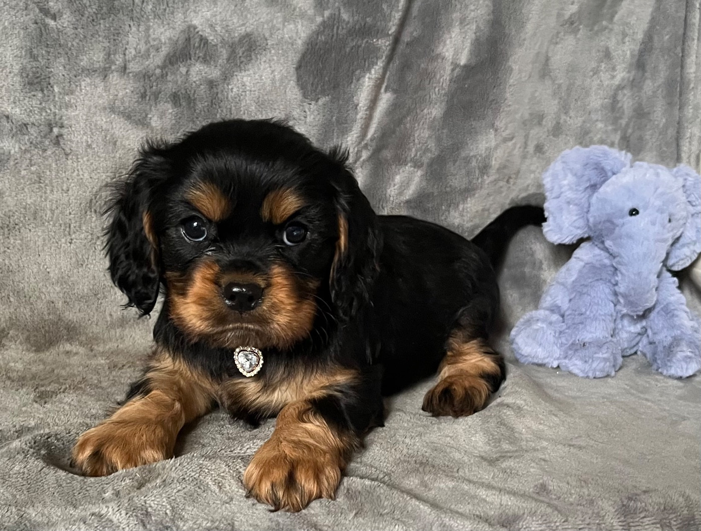 des Méandres de la Vézère - Chiots disponibles - Cavalier King Charles Spaniel