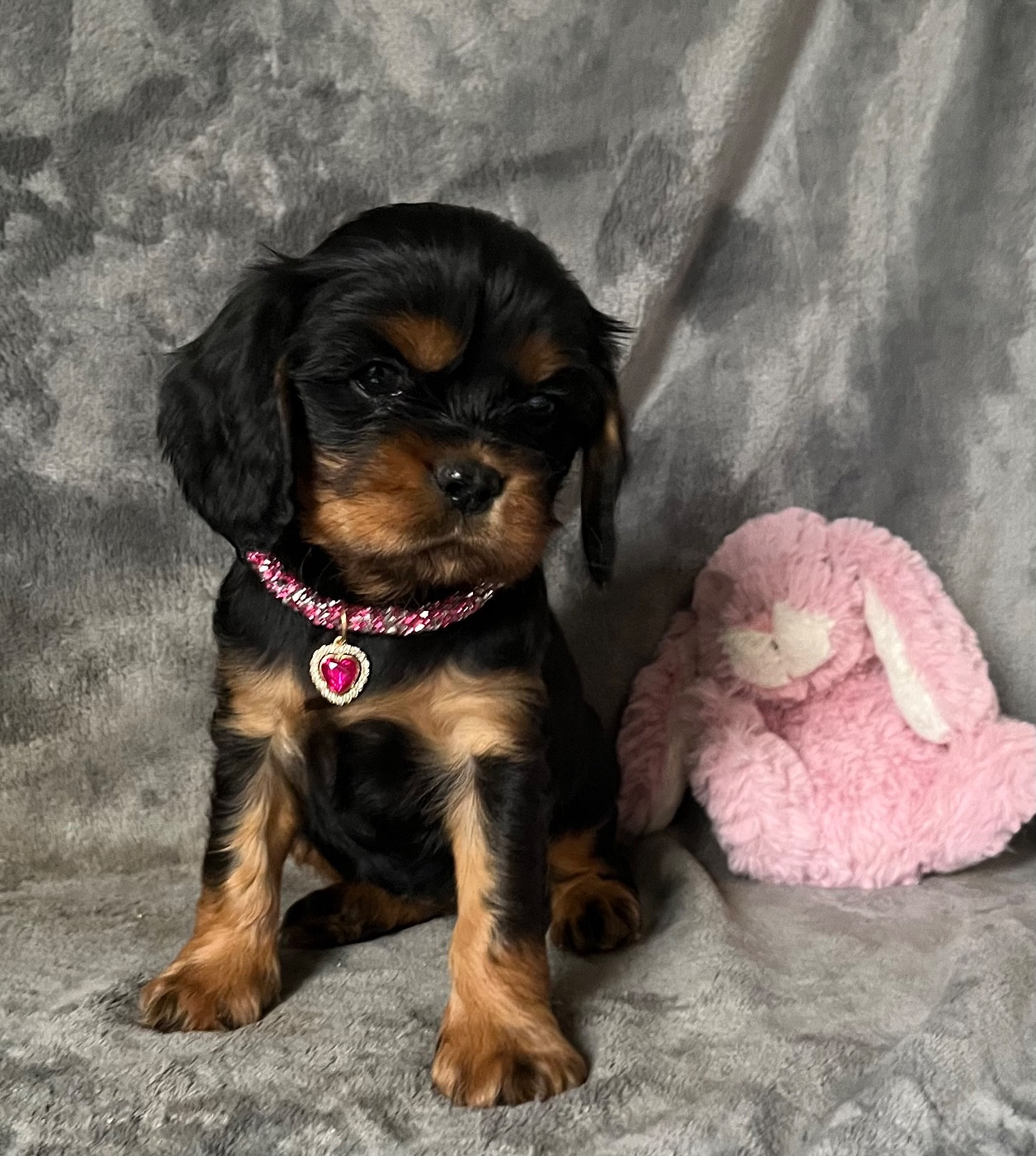 des Méandres de la Vézère - Chiots disponibles - Cavalier King Charles Spaniel