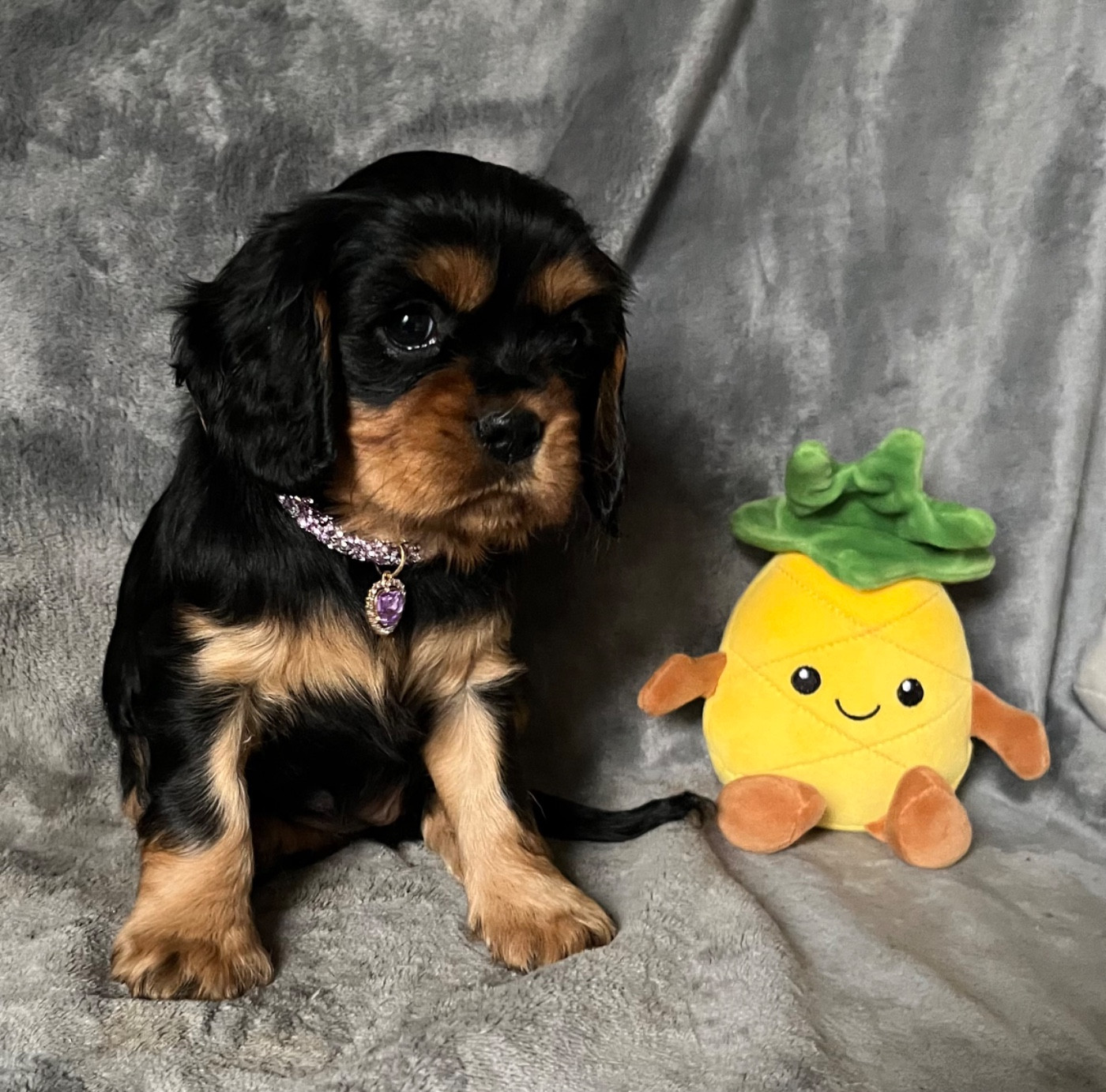 des Méandres de la Vézère - Chiots disponibles - Cavalier King Charles Spaniel