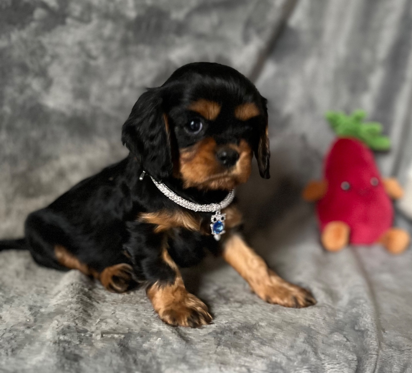 des Méandres de la Vézère - Cavalier King Charles Spaniel - Portée née le 03/09/2025