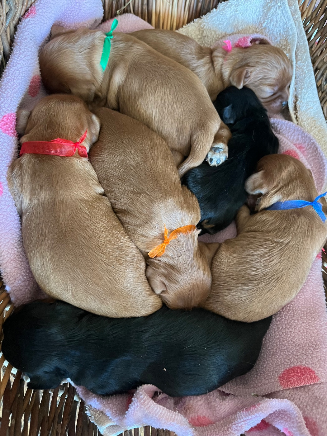 Chiot Cavalier King Charles Spaniel des Méandres de la Vézère