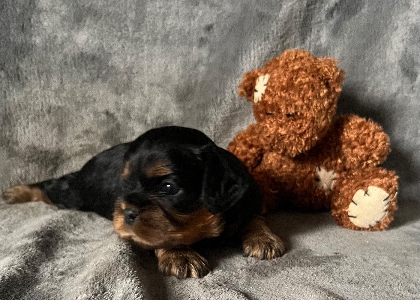 des Méandres de la Vézère - Chiots disponibles - Cavalier King Charles Spaniel