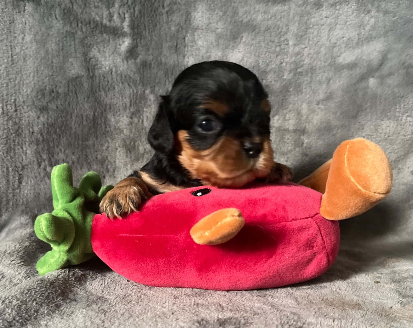 des Méandres de la Vézère - Chiots disponibles - Cavalier King Charles Spaniel