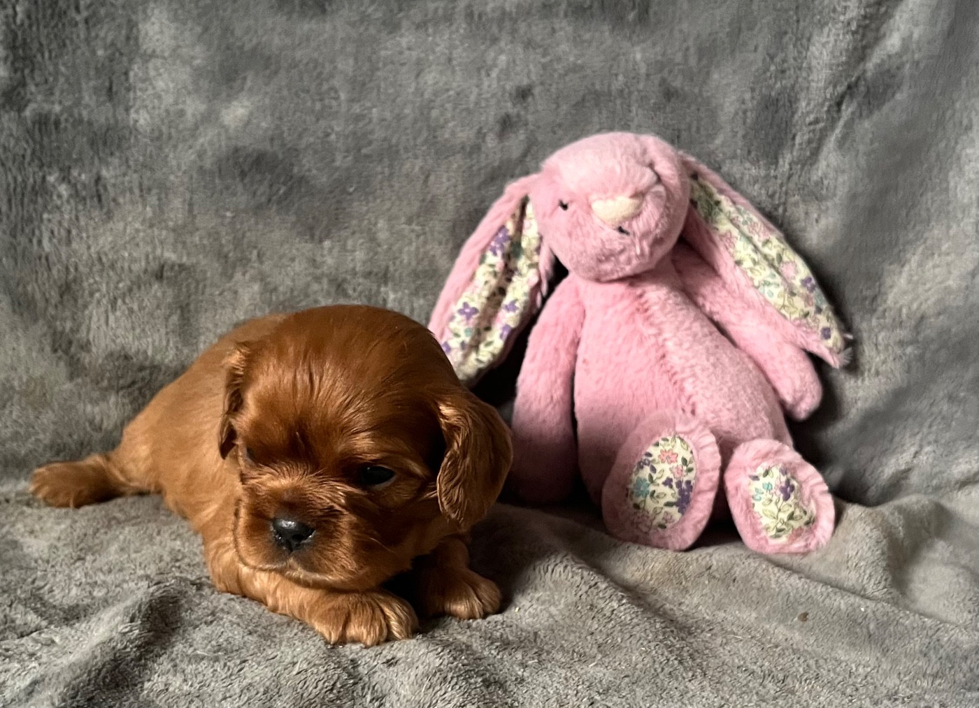 des Méandres de la Vézère - Chiots disponibles - Cavalier King Charles Spaniel