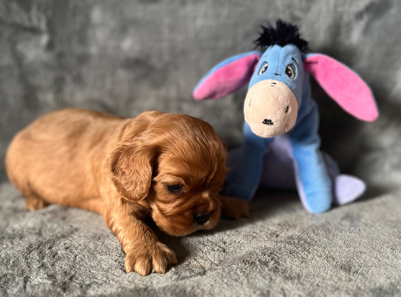 des Méandres de la Vézère - Chiots disponibles - Cavalier King Charles Spaniel