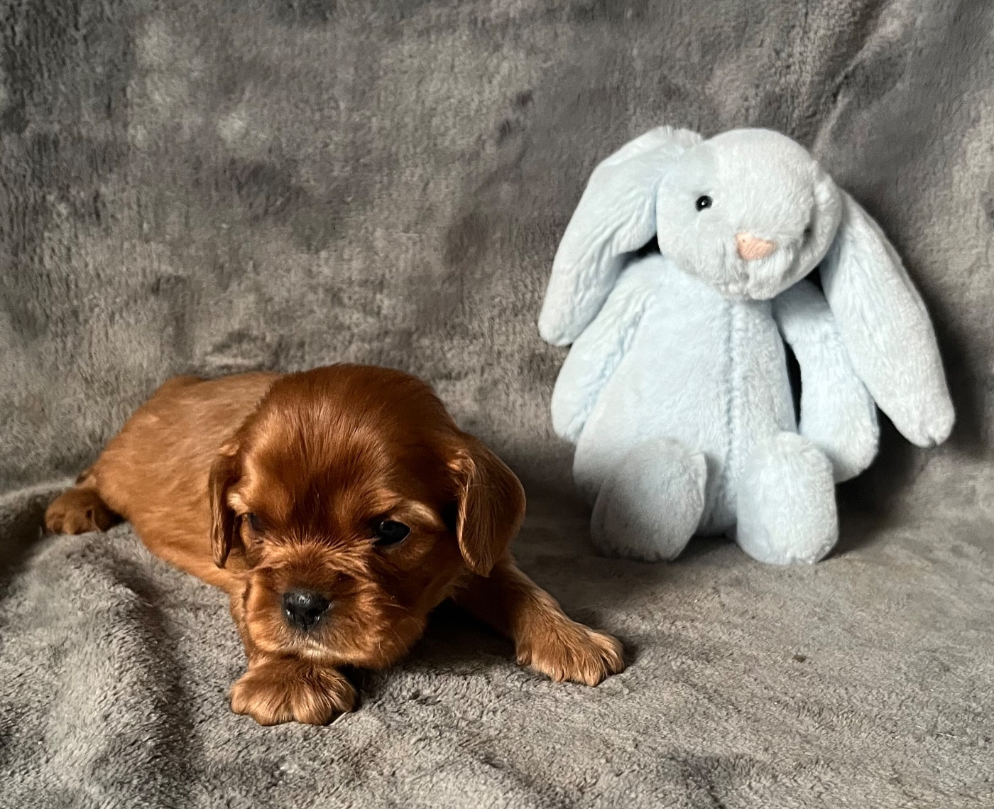 des Méandres de la Vézère - Chiots disponibles - Cavalier King Charles Spaniel
