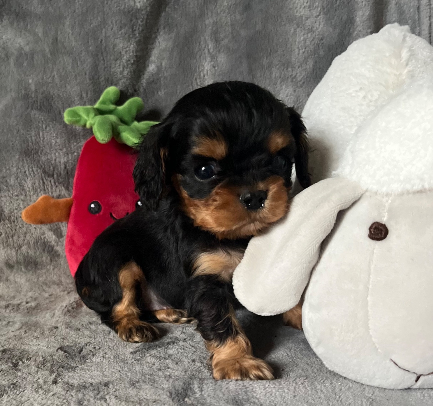 des Méandres de la Vézère - Chiots disponibles - Cavalier King Charles Spaniel