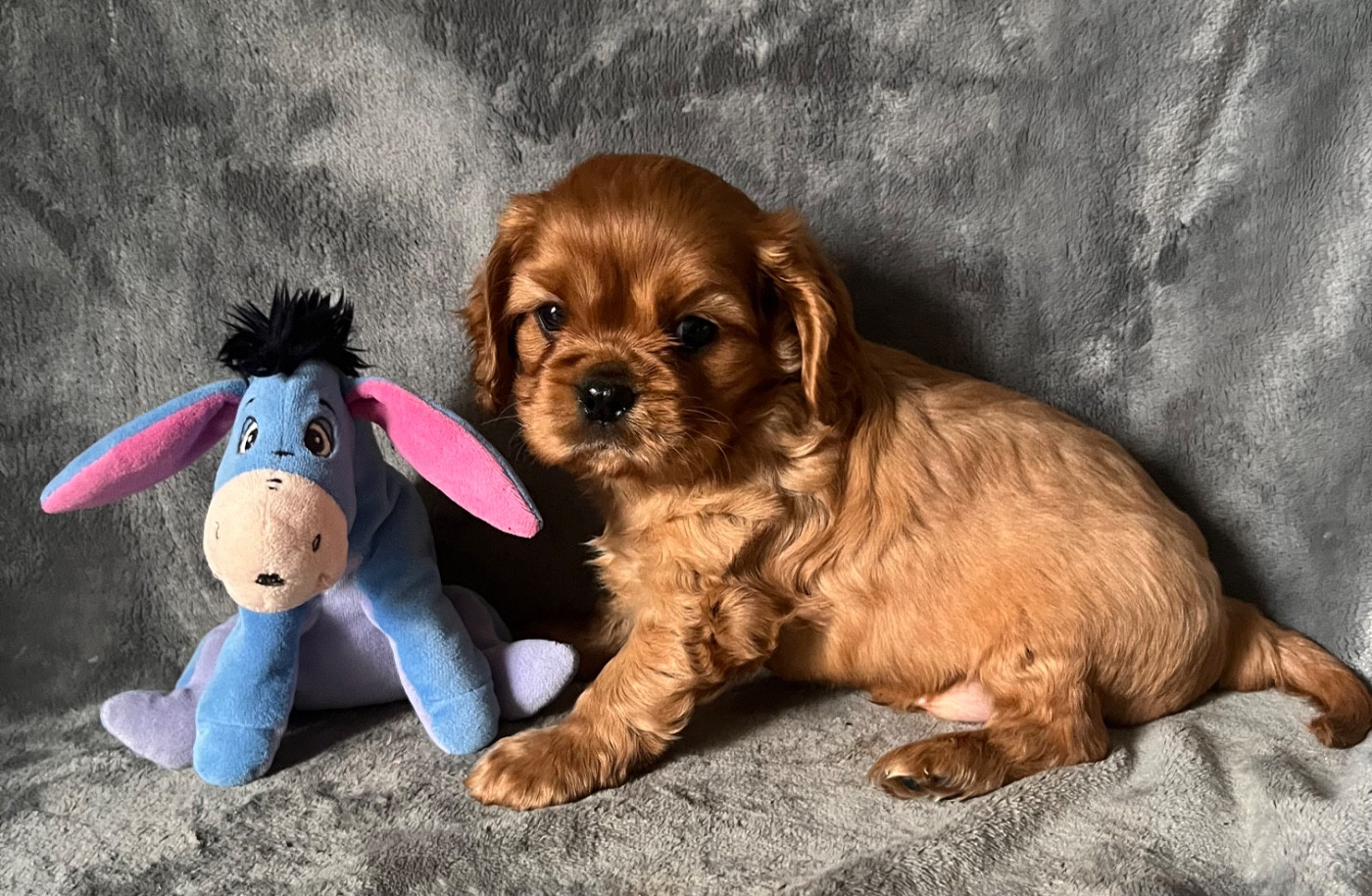 des Méandres de la Vézère - Chiots disponibles - Cavalier King Charles Spaniel