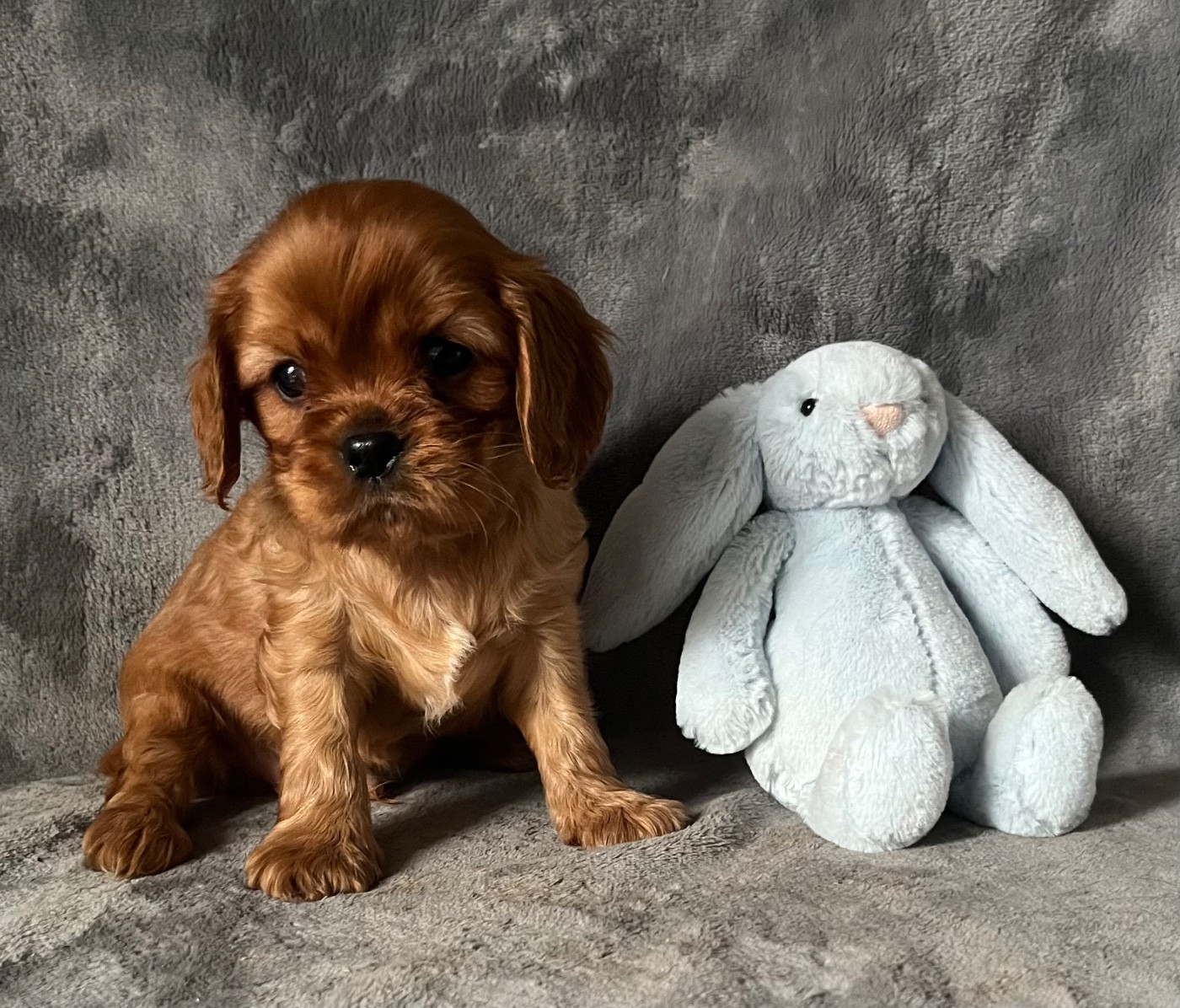 des Méandres de la Vézère - Chiots disponibles - Cavalier King Charles Spaniel