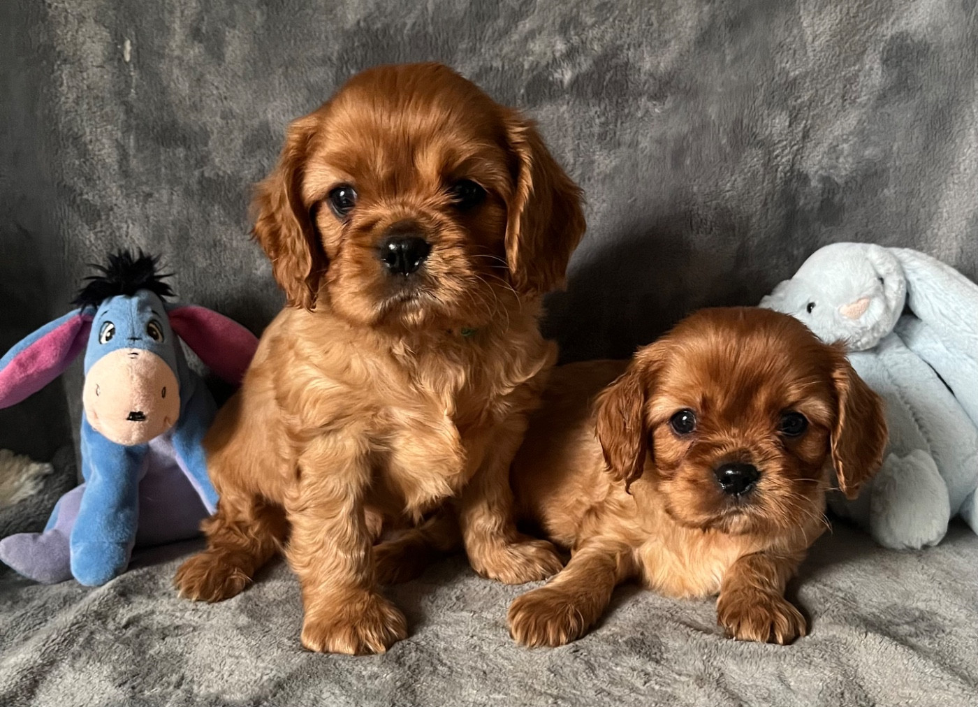 Chiot Cavalier King Charles Spaniel des Méandres de la Vézère