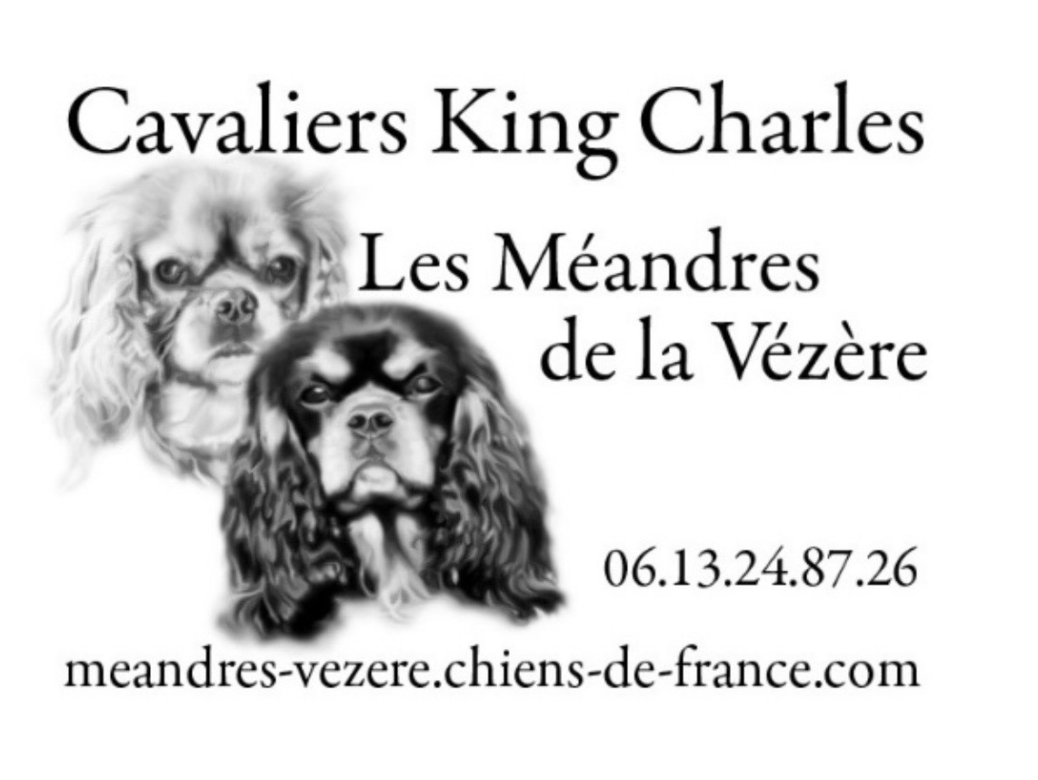 des Méandres de la Vézère - Cavalier King Charles Spaniel - Portée née le 01/01/2026