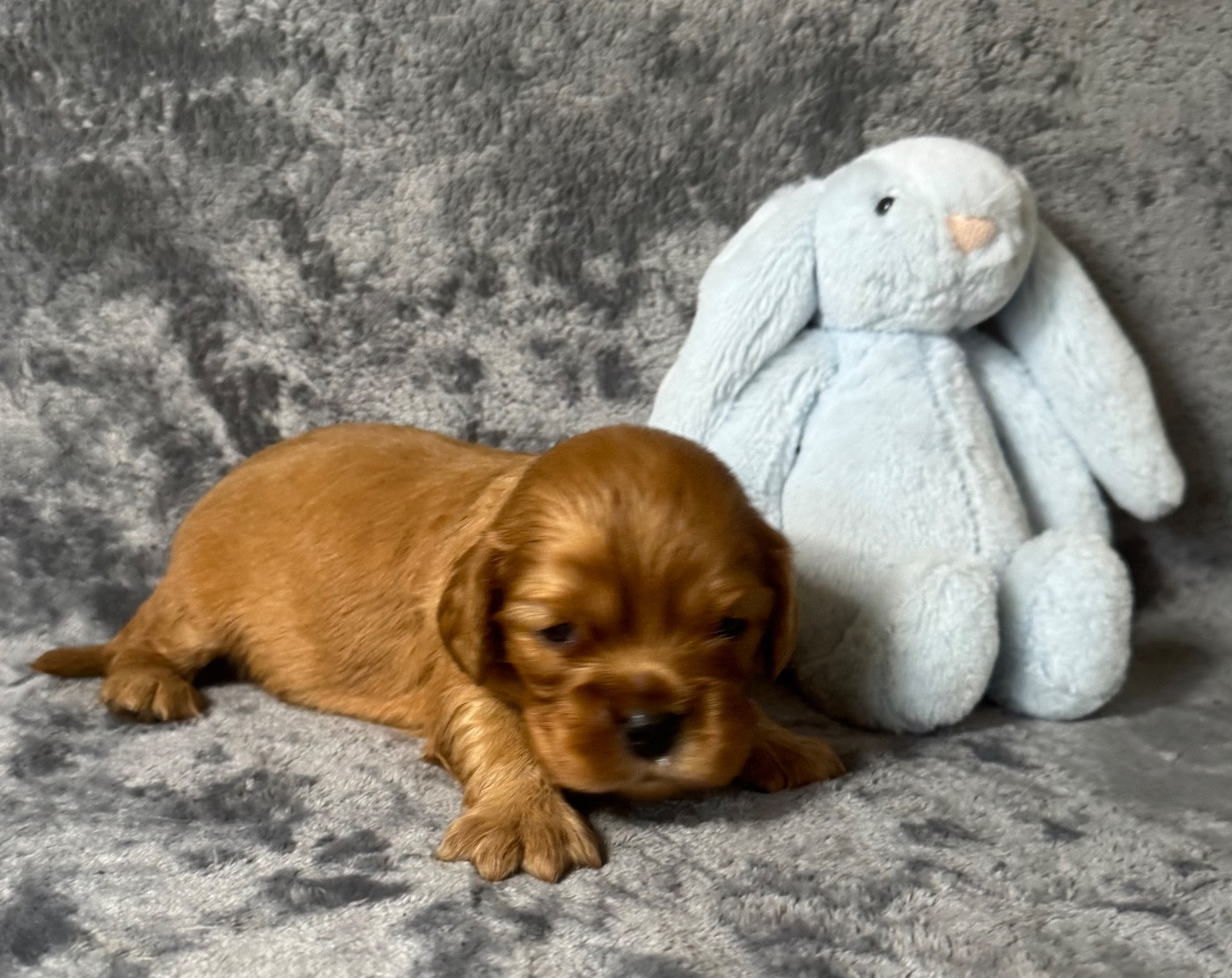 des Méandres de la Vézère - Chiots disponibles - Cavalier King Charles Spaniel
