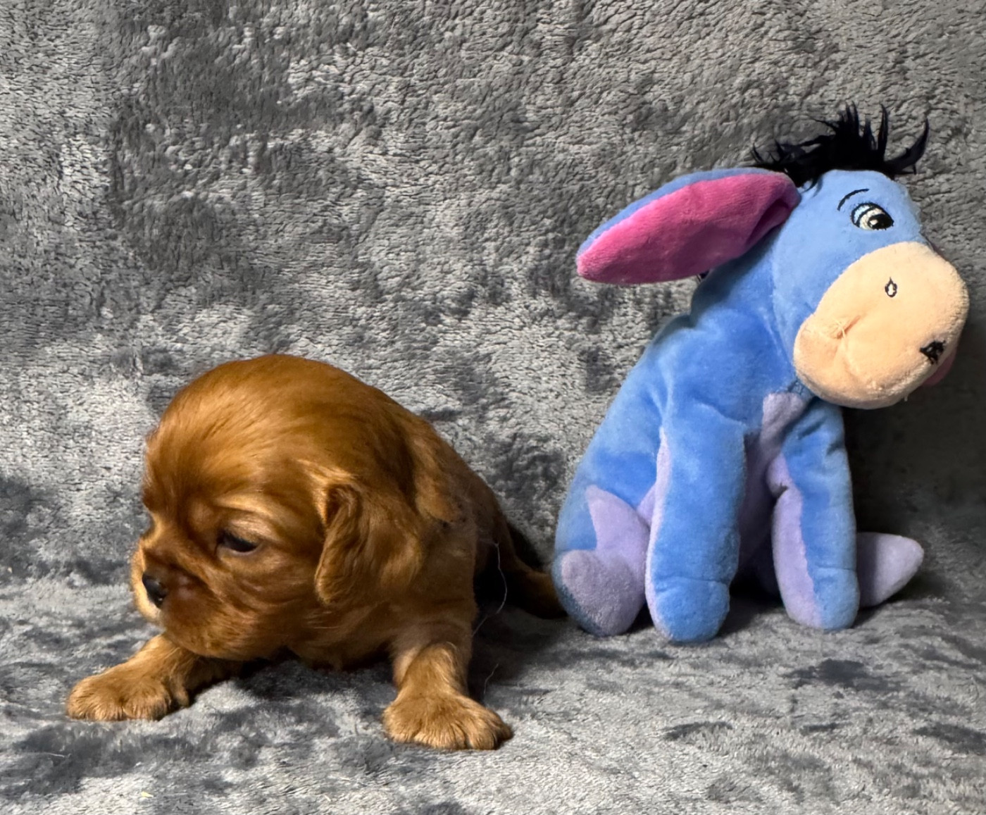 des Méandres de la Vézère - Chiots disponibles - Cavalier King Charles Spaniel