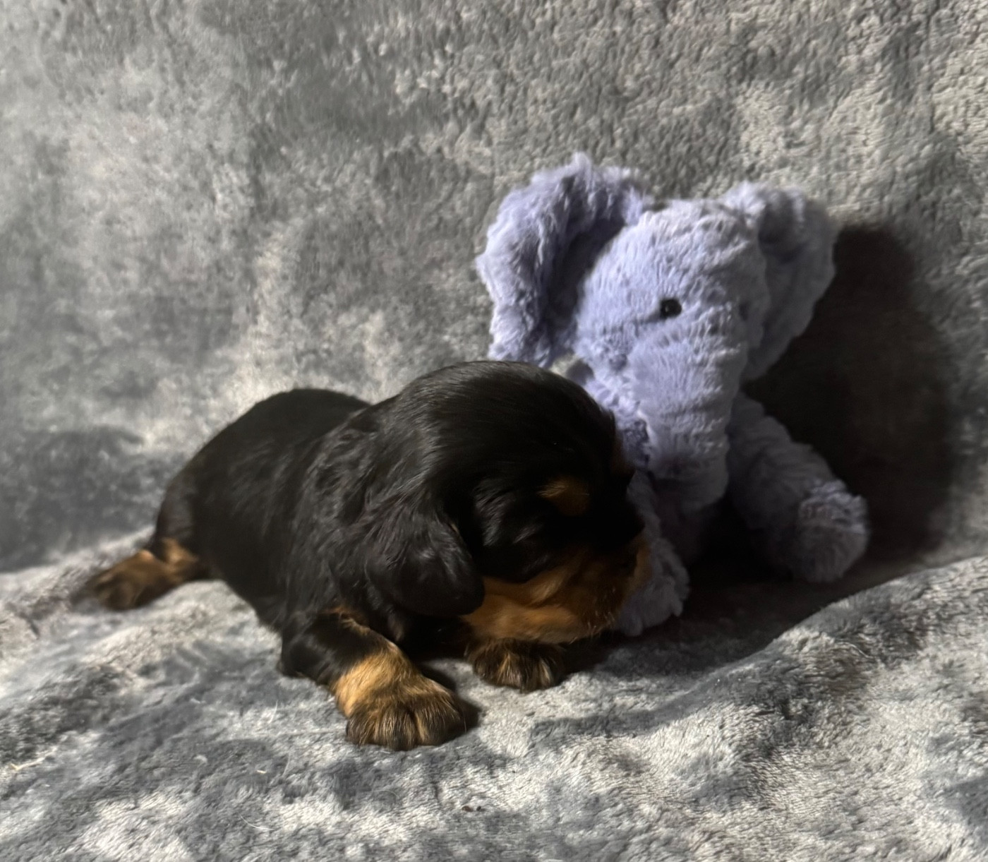 des Méandres de la Vézère - Chiots disponibles - Cavalier King Charles Spaniel