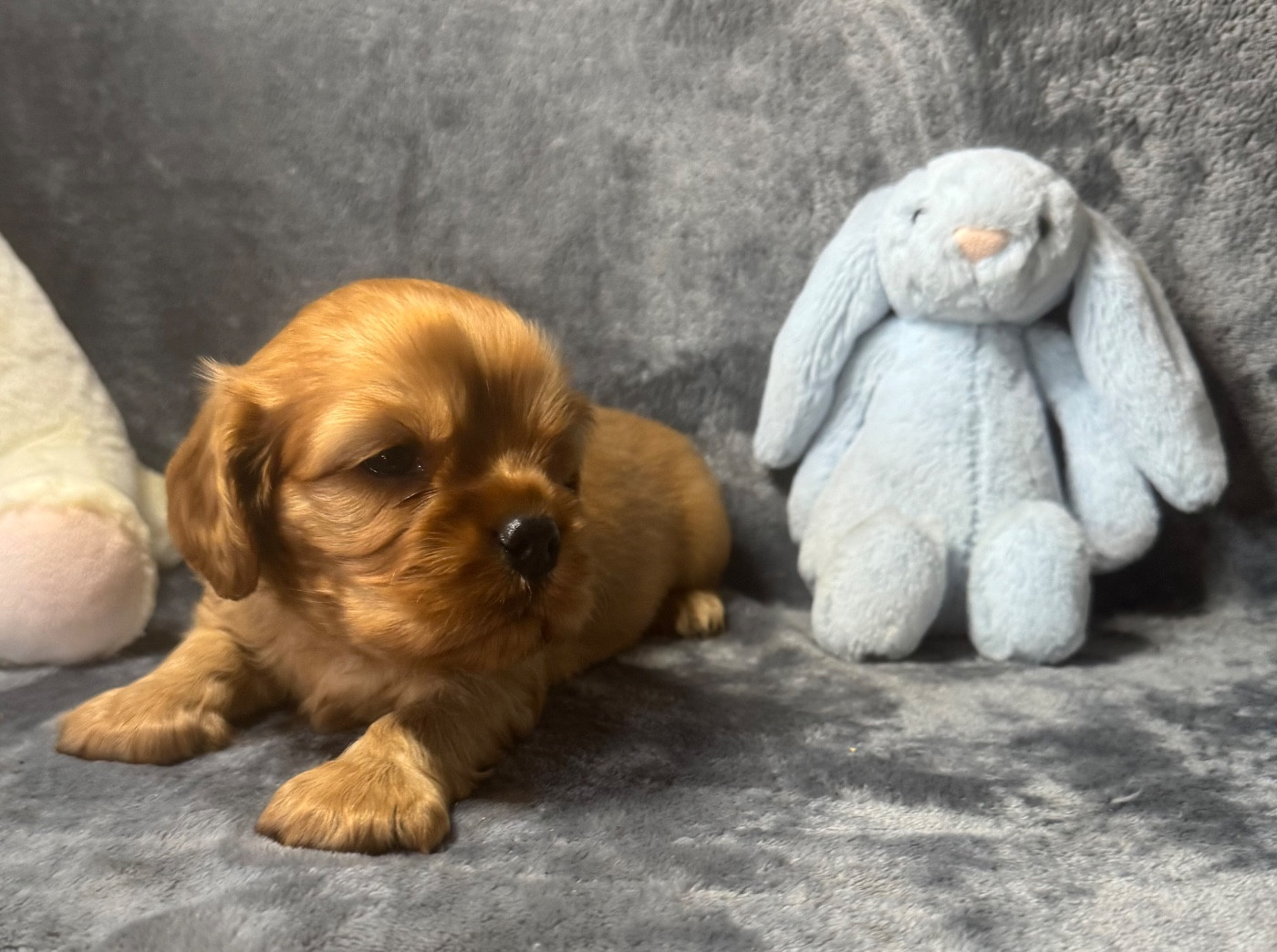 des Méandres de la Vézère - Chiots disponibles - Cavalier King Charles Spaniel