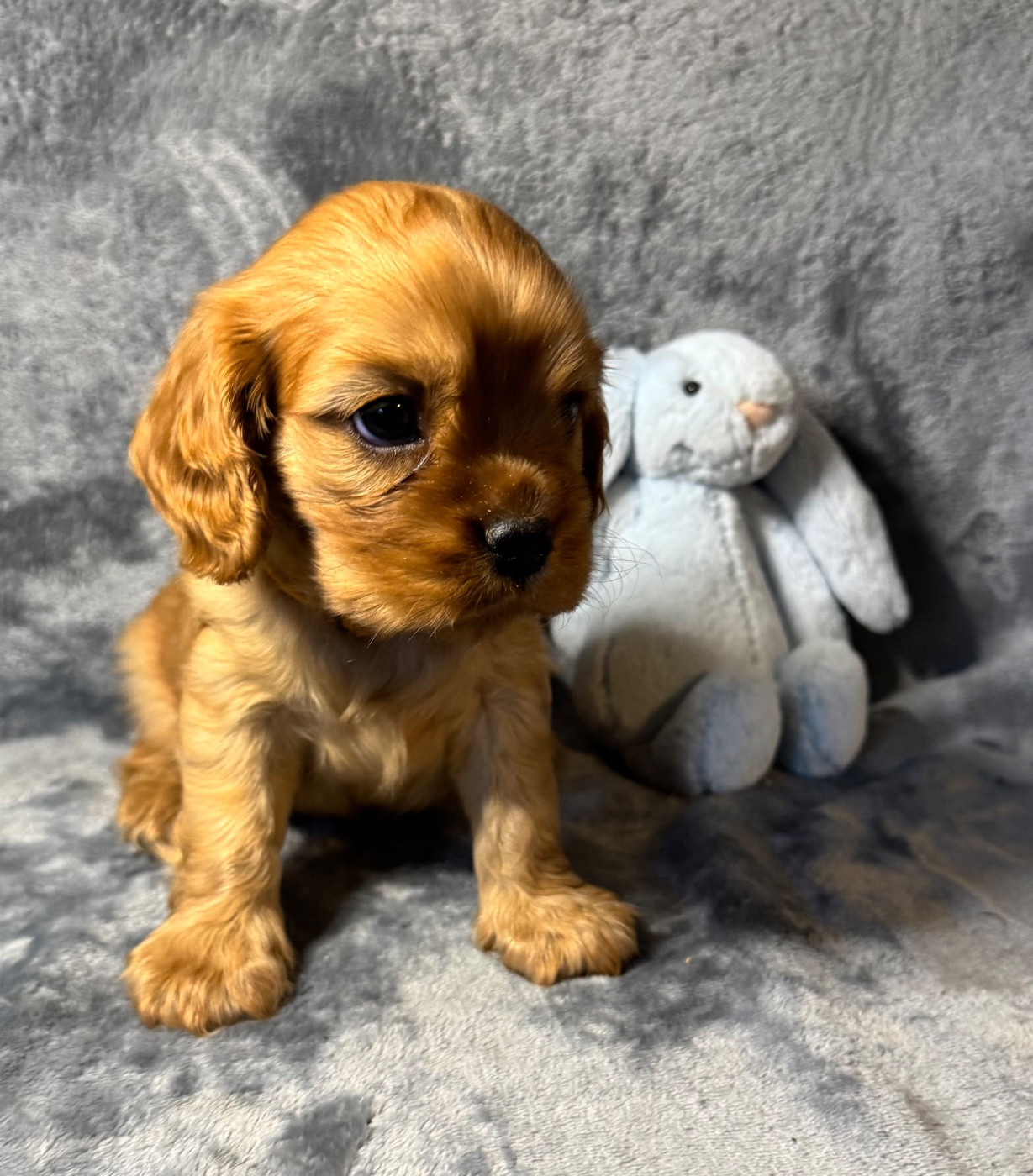 des Méandres de la Vézère - Chiots disponibles - Cavalier King Charles Spaniel
