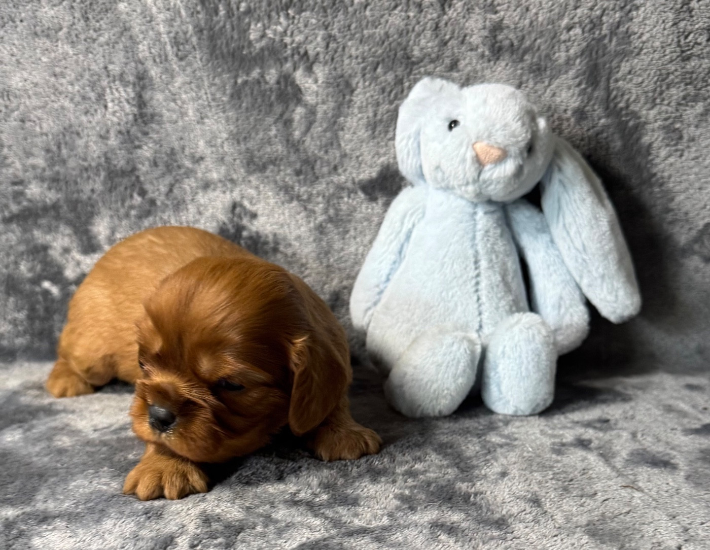 des Méandres de la Vézère - Chiots disponibles - Cavalier King Charles Spaniel