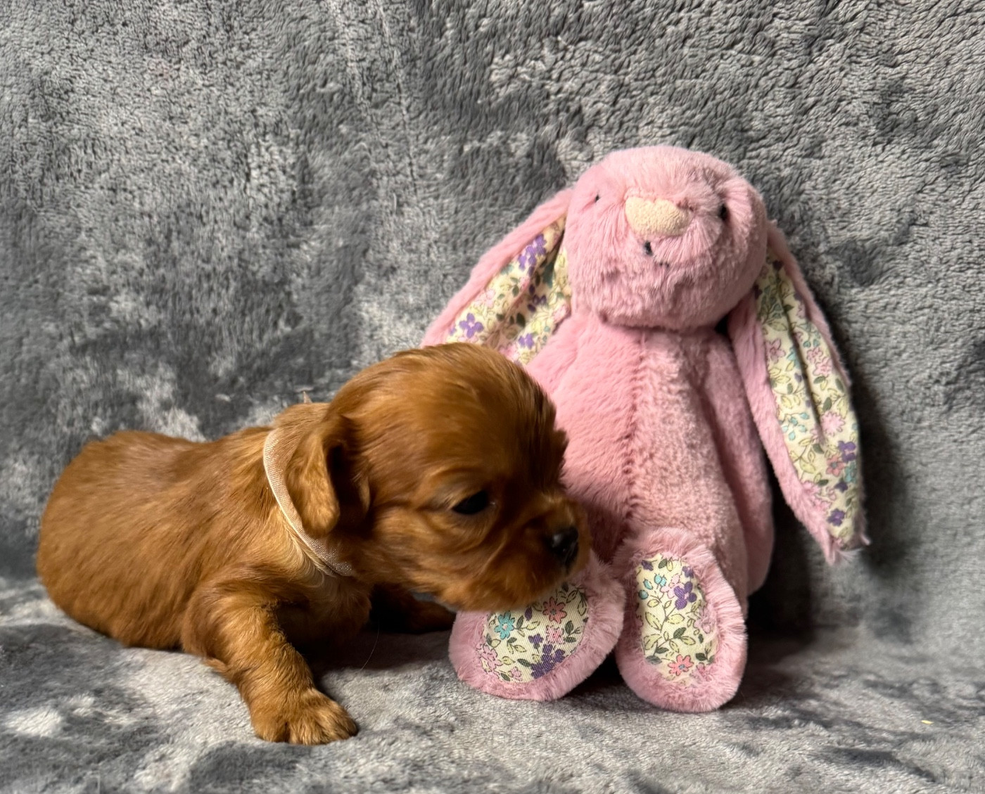 des Méandres de la Vézère - Chiots disponibles - Cavalier King Charles Spaniel