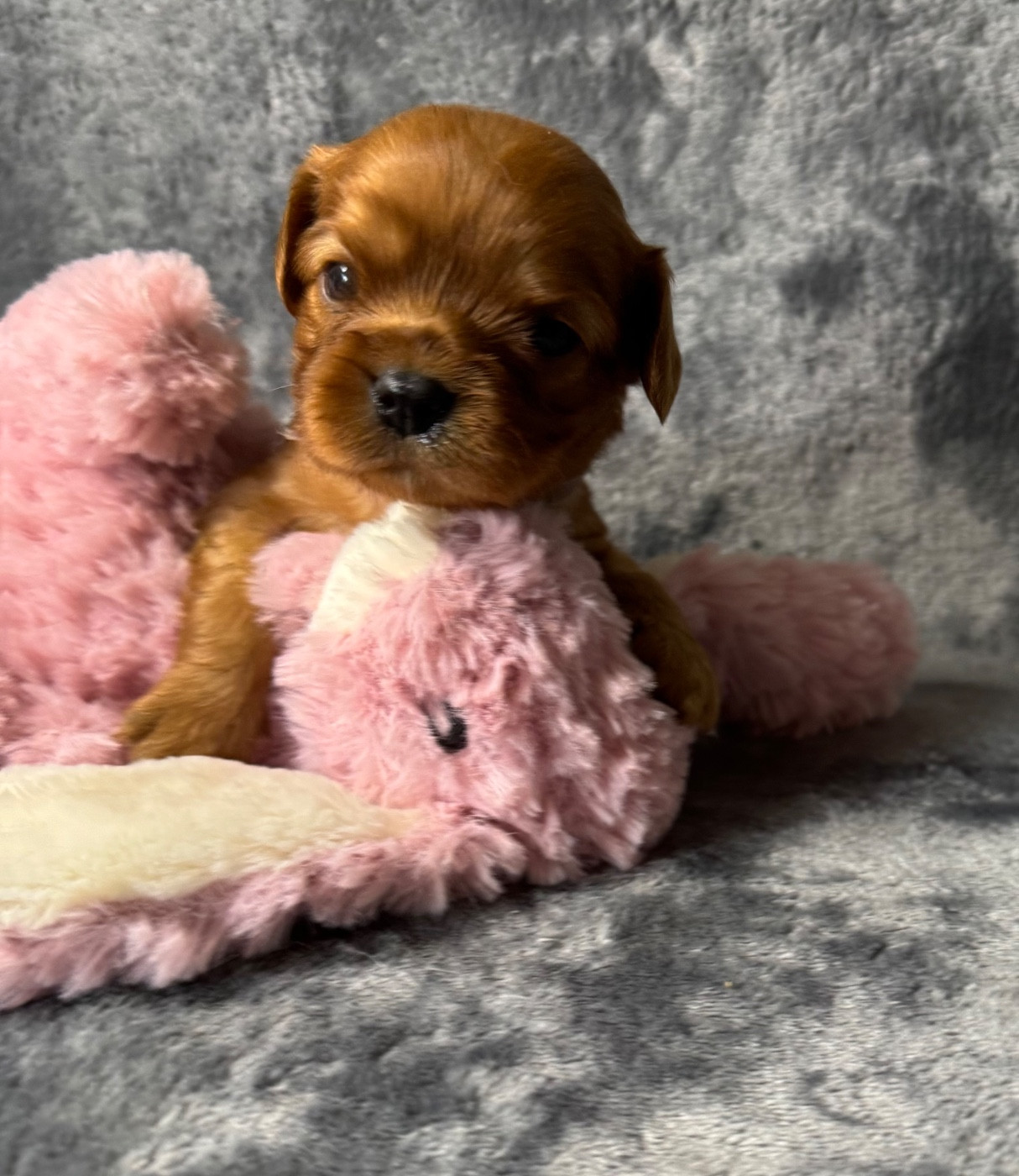 des Méandres de la Vézère - Chiots disponibles - Cavalier King Charles Spaniel