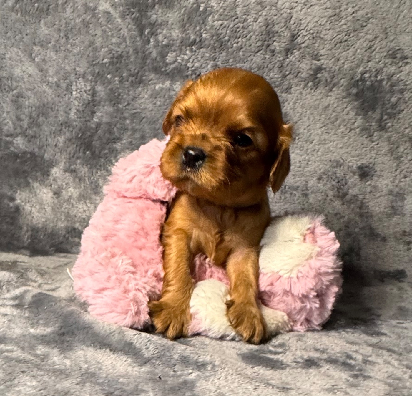 des Méandres de la Vézère - Chiots disponibles - Cavalier King Charles Spaniel