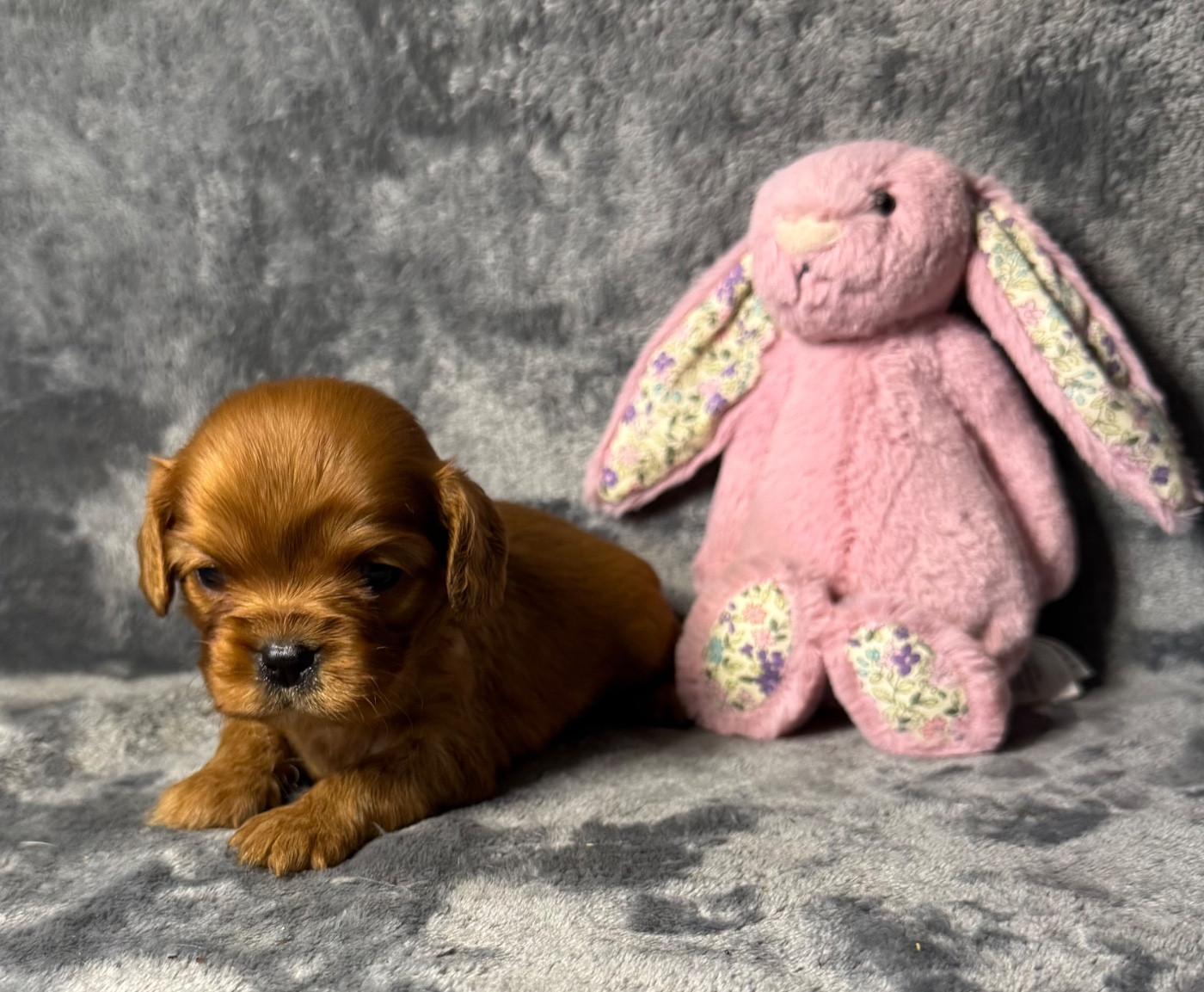 des Méandres de la Vézère - Chiots disponibles - Cavalier King Charles Spaniel