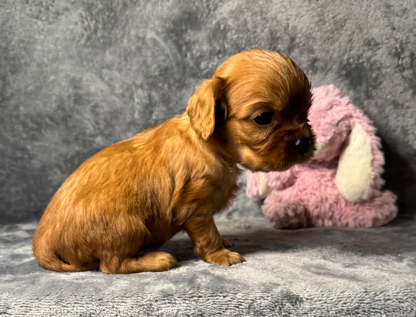 des Méandres de la Vézère - Chiots disponibles - Cavalier King Charles Spaniel