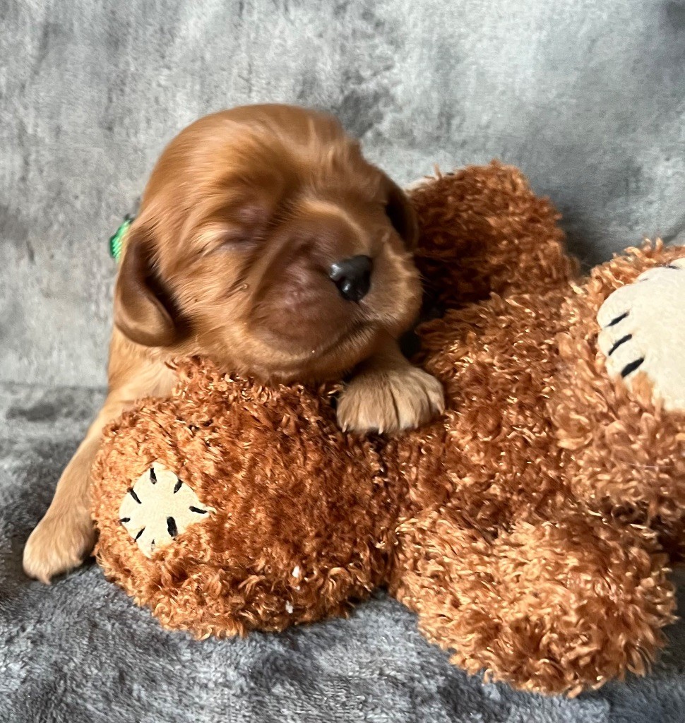 des Méandres de la Vézère - Chiots disponibles - Cavalier King Charles Spaniel