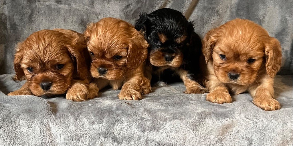 des Méandres de la Vézère - Cavalier King Charles Spaniel - Portée née le 14/04/2025