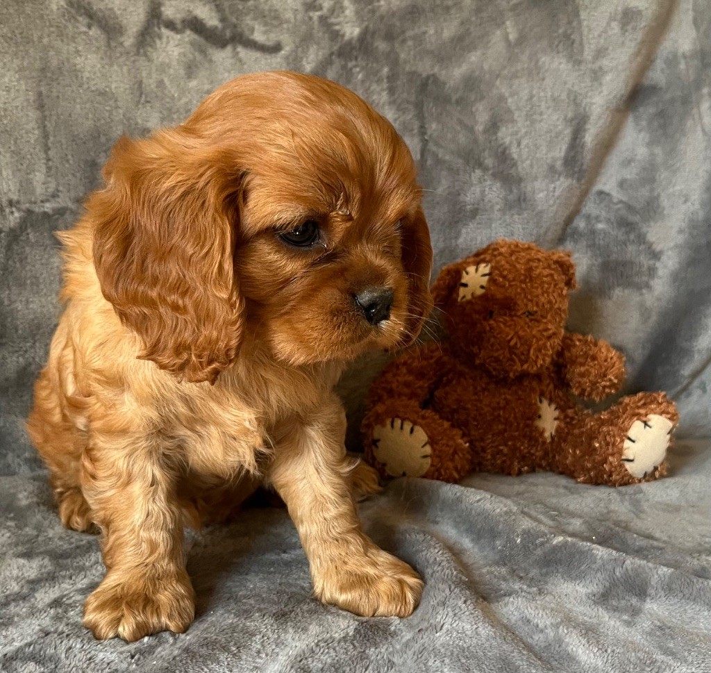 des Méandres de la Vézère - Chiots disponibles - Cavalier King Charles Spaniel
