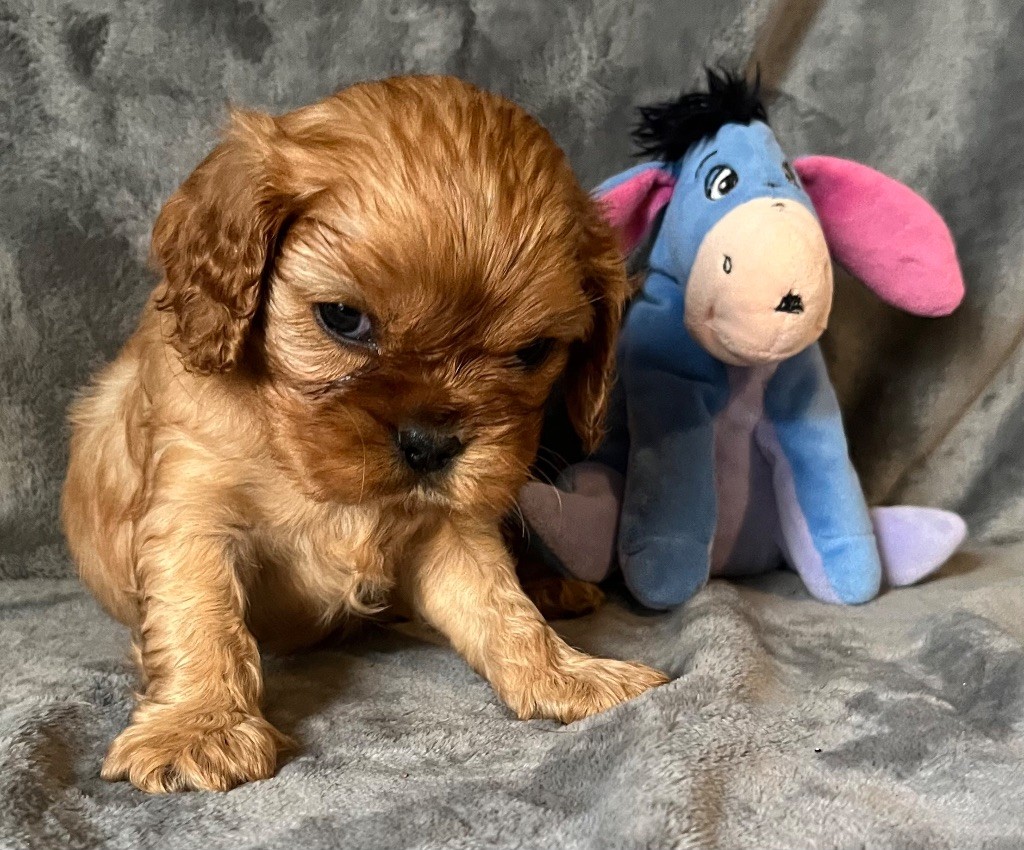 des Méandres de la Vézère - Chiots disponibles - Cavalier King Charles Spaniel