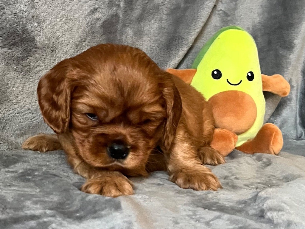 des Méandres de la Vézère - Chiots disponibles - Cavalier King Charles Spaniel
