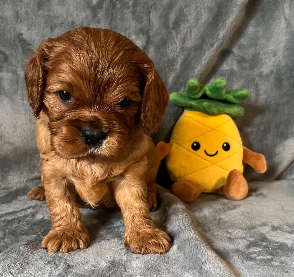 des Méandres de la Vézère - Chiots disponibles - Cavalier King Charles Spaniel