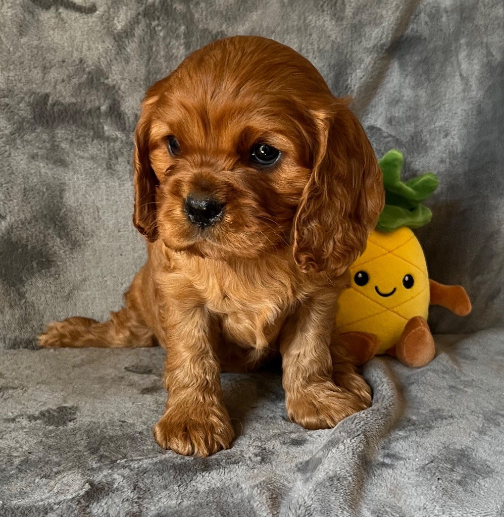 des Méandres de la Vézère - Chiots disponibles - Cavalier King Charles Spaniel